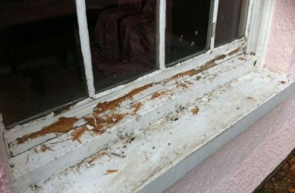 CARING FOR YOUR SASH WINDOWS