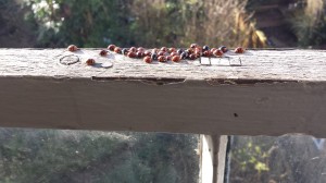 Ladybirds! Friend or Foe For Sash Windows?