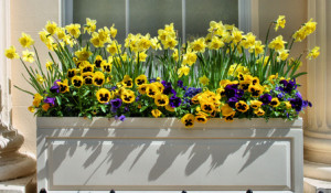 Window Box